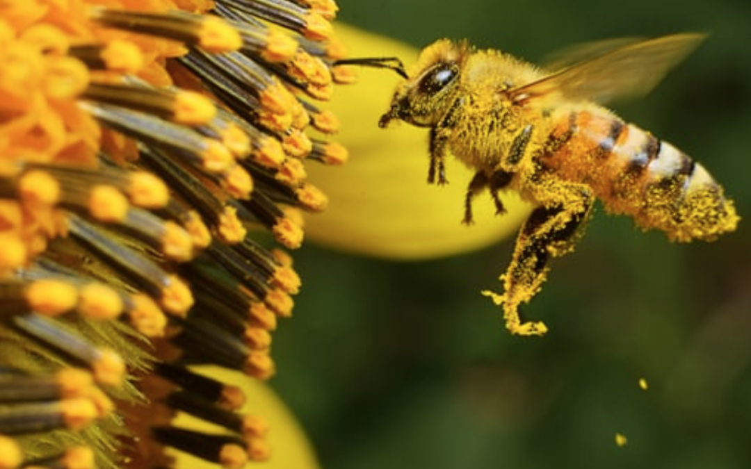 The importance of Bee’s & Honey