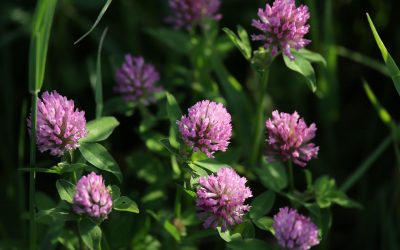 The Magic of Red Clover Medicine